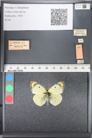 Media type: image;   Entomology 124721